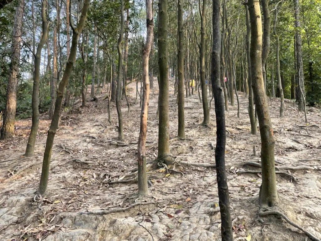 狮头山登山途中风景